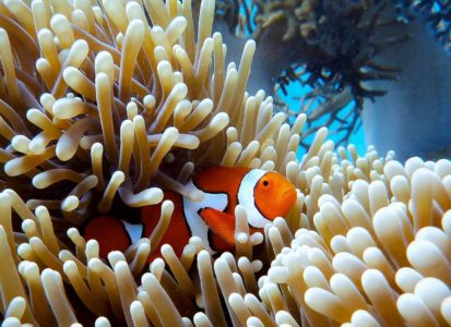 clown fish on coral reef